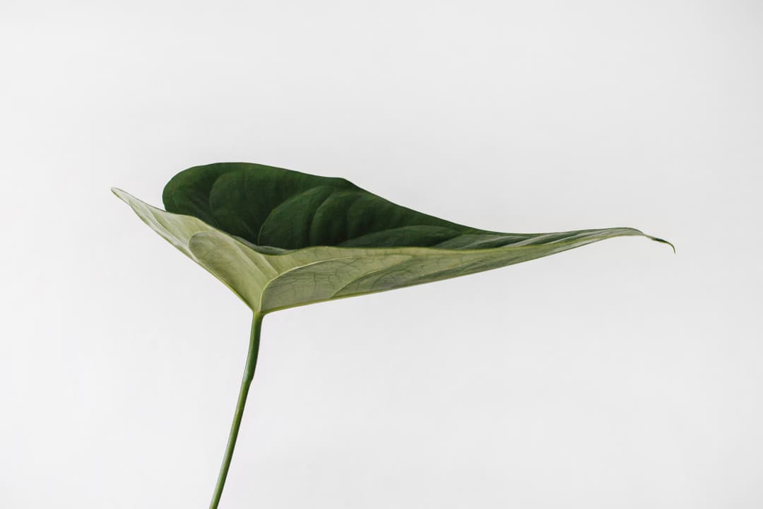 Minimalist